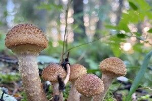 Мешканка Рівненщини померла від отруєння грибами