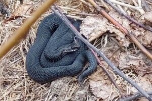 У волинських лісах прокидаються отруйні змії