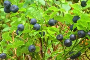 На Волині заробили на чорницях вже понад два мільйони гривень