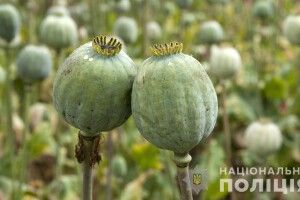 Волинянка насіяла на городі маку: поліція відкрила кримінал