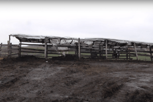 На Волині на фермі викопали людський скелет (Відео)