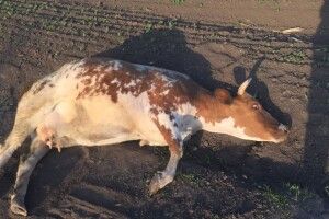 Прив'язав до трактора і тягнув дорогою: на Хмельниччині злодій знущався із вкраденої корови