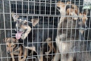 У Рожищі на бродячих псів витратили понад 10 тисяч гривень