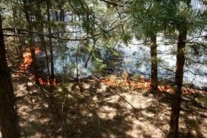 Під Сєвєродонецьком через обстріл бойовиків горів ліс