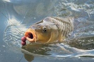 Потренувавшись на волинському озері, українці вдруге поспіль стали чемпіонами світу з ловлі коропа