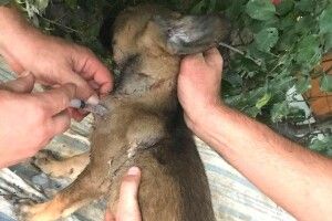 Рівнянин, що застрелив цуценя, може сісти надовго