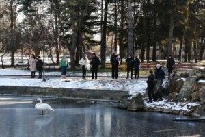 Погоня в Рівному: працівники зоопарку ніяк не можуть наздогнати самотнього лебедя