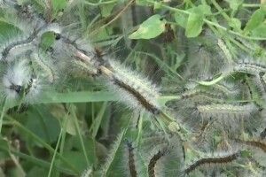 На Волині понад 60 тисяч гектарів заражені небезпечним шкідником