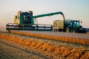 На Волині вже посіяли близько 30 тисяч гектарів ріпаку