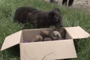 Під час паводку бійці ДСНС врятували чотирьох цуценят (Відео)