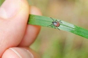        На Волині закликають подбати про захист від кліщів