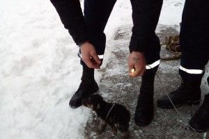 Бійцям ДСНС довелося рятувати цуцика, який впав у вигрібну яму (фото)