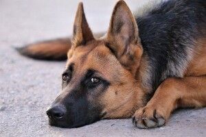 На Волині поруч із дорогою невідомі викинули речі та покинули вівчарку (Фото)