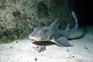 Замість дитини – акула!