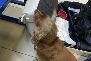 На Волині чотирилапий «митник» виявив наркотики у рейсовому автобусі
