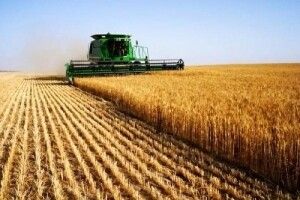 Сільське господарство на Волині виросло на 7%