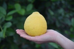 У лісгоспі на Волині виростили соковиті лимони (Фото)