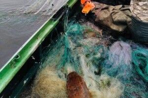 На Стиру виявили 9 браконьєрських риболовних сіток