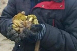 На Ратнівщині у грудні збирають гриби
