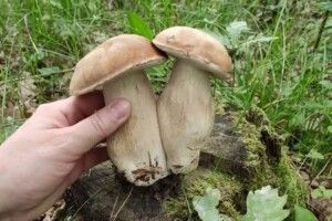 Неподалік Луцька ліс рясніє білими грибами (Фото)