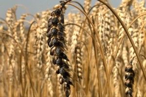 Обгорілі колоски навіть птахи не клюють ...