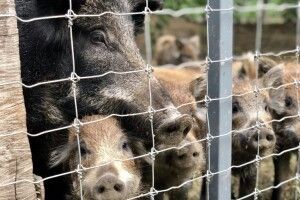 Чому на Волині до кінця року хочуть збільшити поголів’я кабана на третину