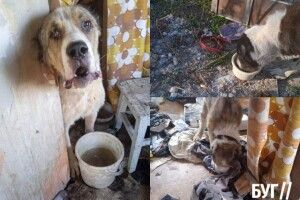 Прив’язав до плити собаку й морив голодом: на Волині чоловік жорстоко поводився з тваринами (Фото)