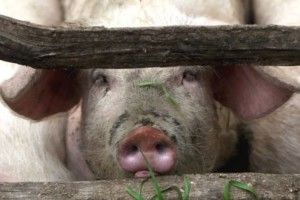 На Рівненщини виявлено африканську чуму