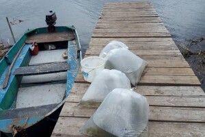 На Волині з ініціативи рибалок-любителів у Хрінницьке водосховище випустили 20 тисяч щученят (Фото)