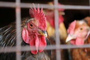 Жителям Ковельщини повідомляють про небезпеку сказу та грипу