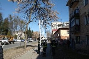 У Рівному вогнеборці поверталися з гасіння пожежі й зняли з верховіття кота, який сидів на дереві вже четверту добу (фото)