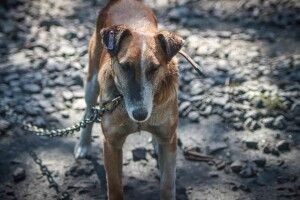 У Луцьку шукає своє собаче щастя чотирилапий любитель людей... і курей (Фото)