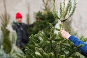Волинь обійшла Рівненщину за кількістю проданих ялинок