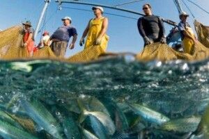 В Україні названо обсяг тіньового ринку риби та морепродуктів