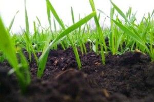 Волинь серед лідерів з темпів сівби озимих культур