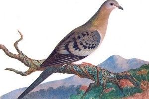 На Волині пом'янули винищених людиною мандрівного голуба та тура