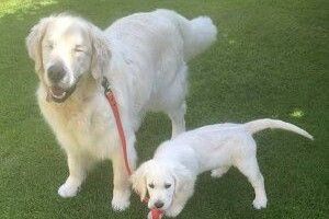 Пес-поводир водить незрячого собаку