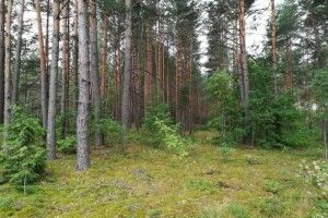 Пішла по ягоди і зникла: у лісі на Рівненщині всім селом шукають жінку