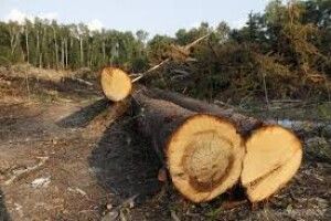 Двох волинян з другого разу зловили на незаконній рубці лісу