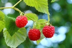 Стало відомо, які площі займають органічні ягідники в Україні