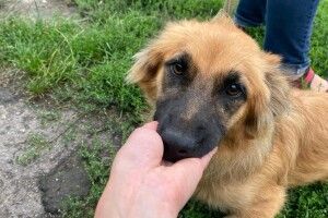 У Луцьку шукають охочого вдочерити руду мордяку-симпатяку (Фото)