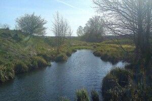 160 кілограмів коропа випустили у луцьку річку