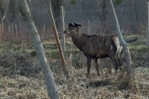 «Борис бореться, і ми – поруч»: на Рівненщині намагаються врятувати життя улюбленця громади