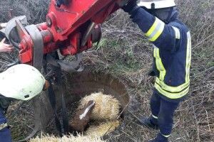 У селі Халеп`я бійцям ДСНС довелося рятувати коня з халепи