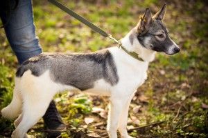 Любить обійматися та цілуватися: луцька красуня Буся чекає на охочих познайомитися (фото)