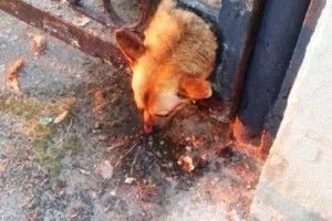 Бійцям ДСНС довелося визволяти рудого пса з металевої пастки (фото)