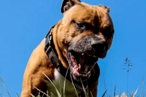 У Нововолинську бійцівська собака, якого вигулювали без намордника, загриз пса