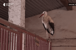 Крилатий господар стайні: як на Волині лелека зимує поруч із кіньми (Відео)