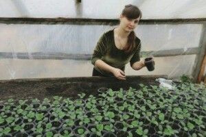 Подружжя волинян розповіло секрет вирощування смачних і натуральних огірків