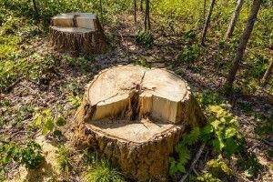 Волинянин незаконно зрубав майже 40 осик